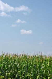 Crops growing on field against sky