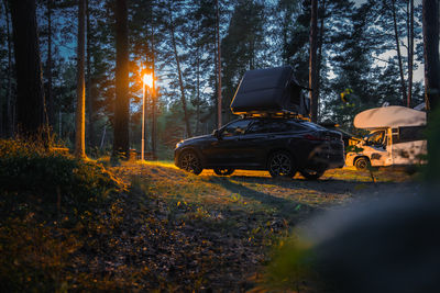 Cars on road in forest