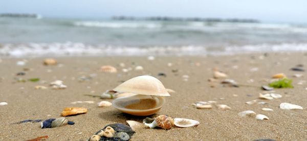 Close-up of seashell on beach