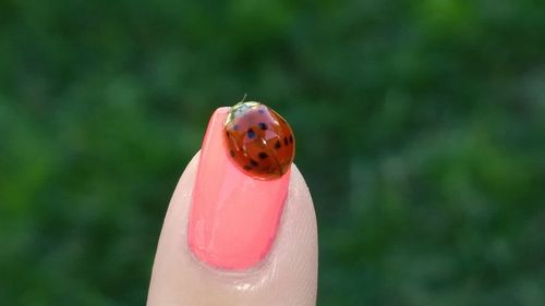 Close-up of ladybug on red leaf