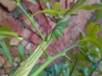 Close-up of grasshopper on plant