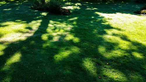 Shadow of trees on grass