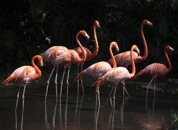 Flock of birds in lake
