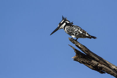 Low angle view of bird perching on tree against sky