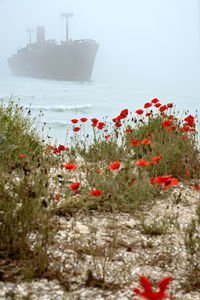 Red flowering plants by sea against sky