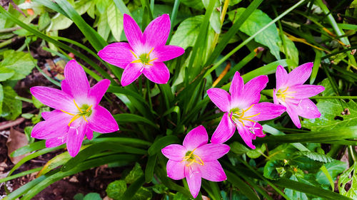 Close-up of flowers blooming outdoors