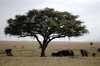 View of tree grazing on field against sky