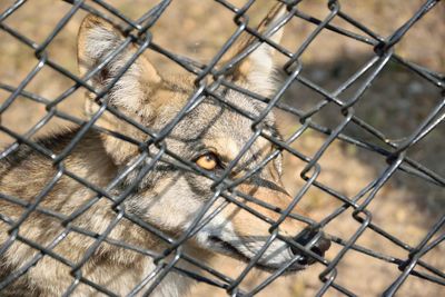 Close-up of chainlink fence in cage at zoo