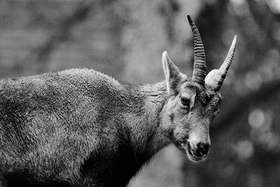 Close-up of deer