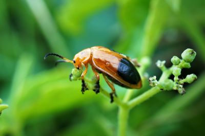 Close-up of insect on plant