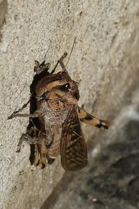 Close-up of insect on rock