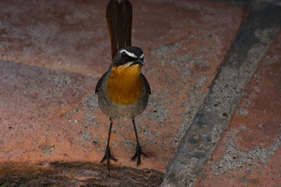 Close-up of bird perching outdoors