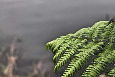 Close-up of fern leaves