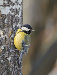 Close-up of bird perching on tree trunk