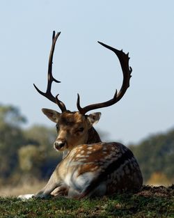 Stag resting on field against clear sky