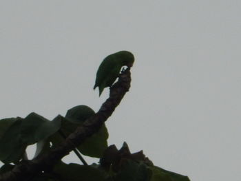 Low angle view of bird perching on tree against sky