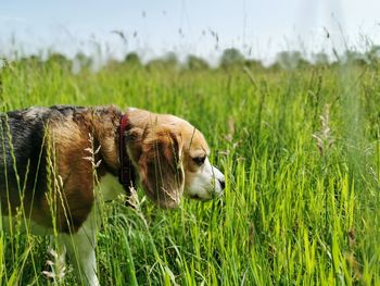 Dog relaxing on field