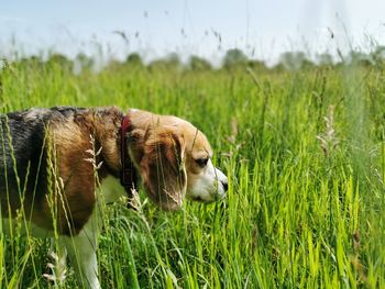 Dog smelling some flowers in a field