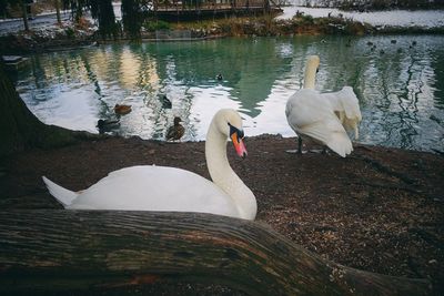 Swans swimming in lake