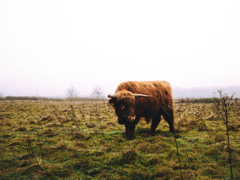 Highland cattle standing on field against clear sky