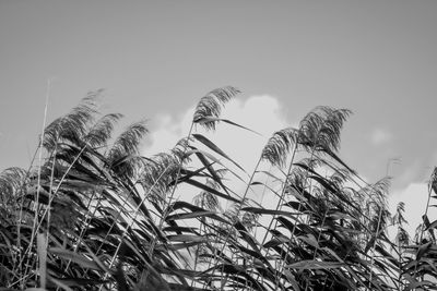 Low angle view of plants against sky