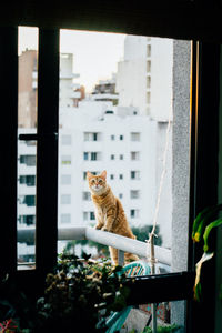 Cat looking through window