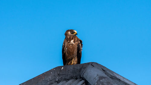 Low angle view of eagle perching on wood against clear blue sky