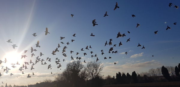 Low angle view of birds flying in sky