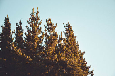 Low angle view of trees against clear sky during winter