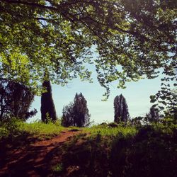 Trees on field