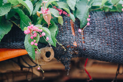 Close-up of potted plant