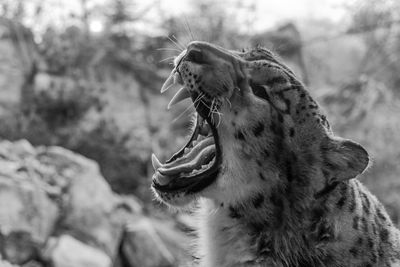 Close-up of a cat yawning