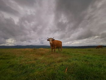 Horse in a field