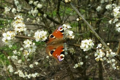 Close-up of butterfly on flower