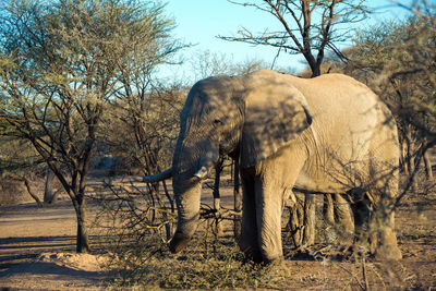 Magnificent elephant in a beautiful landscape, namibia, africa