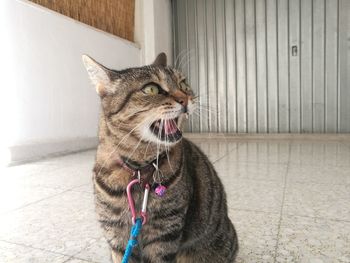 Close-up of cat at home