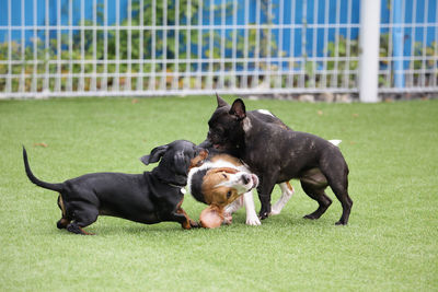 High angle view of two dogs on grass