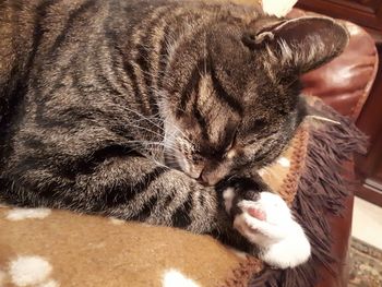 Close-up of cat sleeping