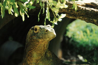 Close-up of a lizard on tree