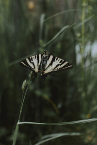 Butterfly on leaf