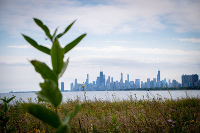 Plants growing by buildings in city against sky