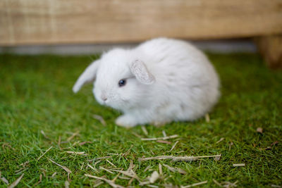 Close-up of a rabbit on field