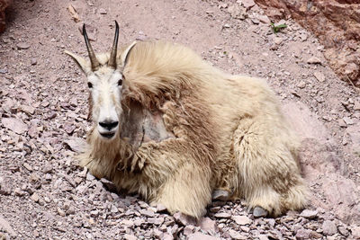 A north american mountain goat resting while shedding its winter coat.