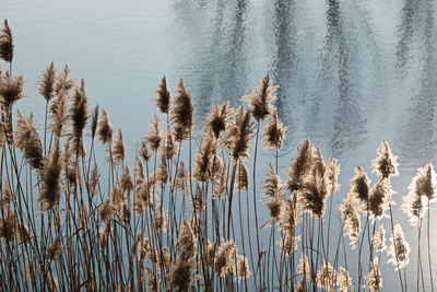 Panoramic shot of dry grass on lakeshore