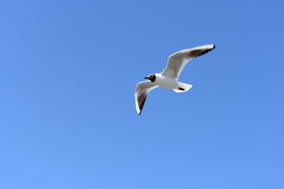 Low angle view of seagulls flying against clear blue sky