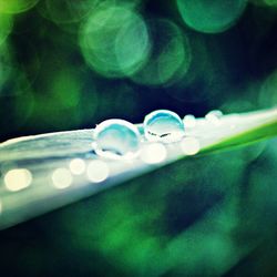 Close-up of water drops on leaf