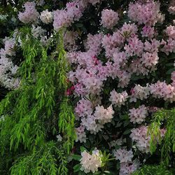 Pink flowers blooming in garden