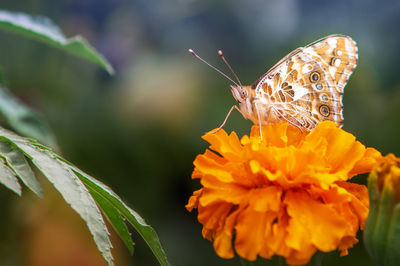 Painted lady butterfly, vanessa cardui, adult on orange tagetes marigolds flower in summertime. 