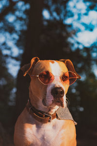 Close-up of a dog looking away