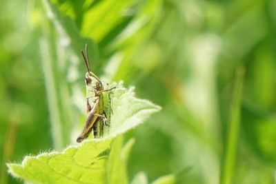 Grasshopper in grass.